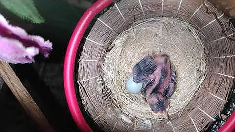 Ternak pleci kandang gantung