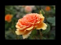 Self Confidence - Newtone