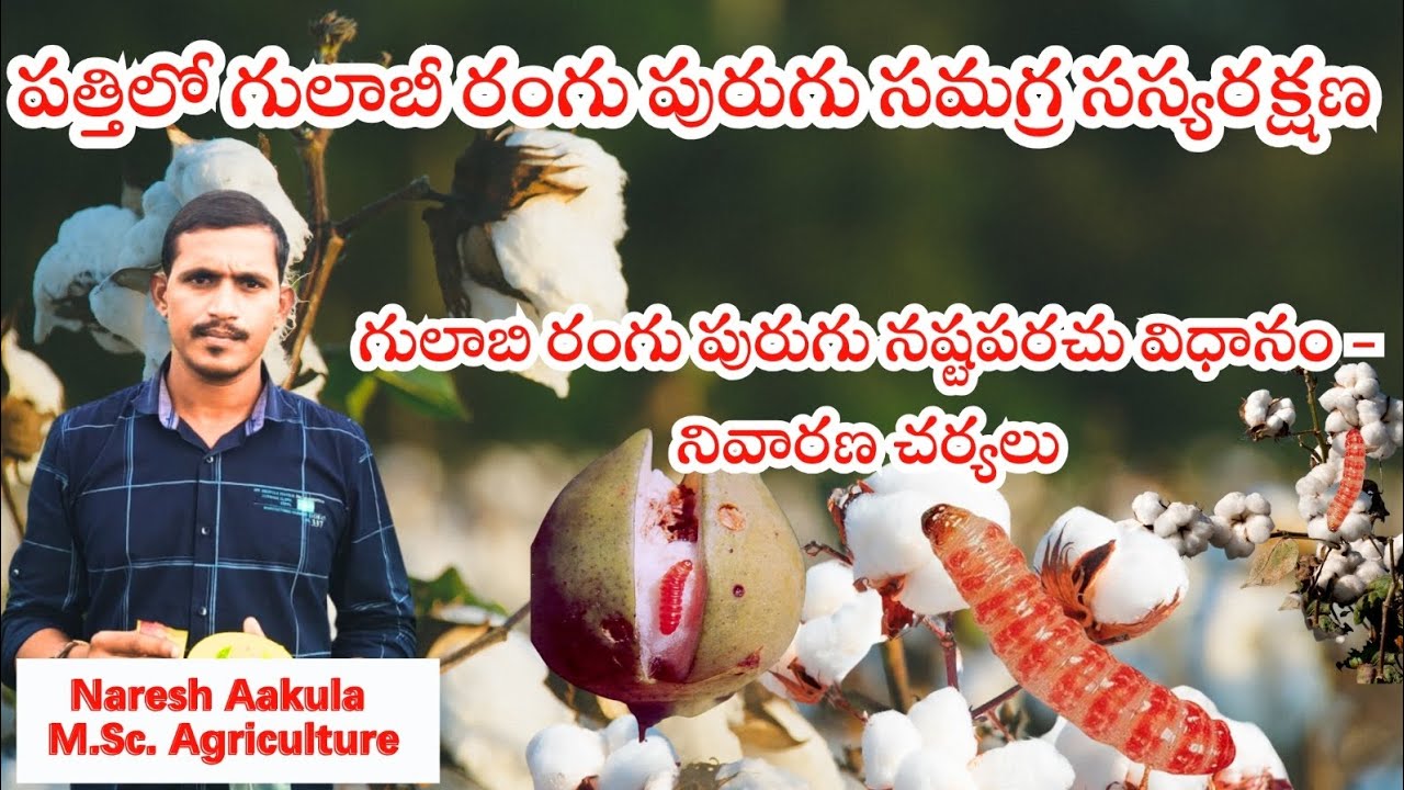 పత్తిలో గులాబీ రంగు పురుగు సమగ్ర సస్యరక్షణ|| IPM Practices #సాగుబాట #pinkbollworm #cotton #ipm