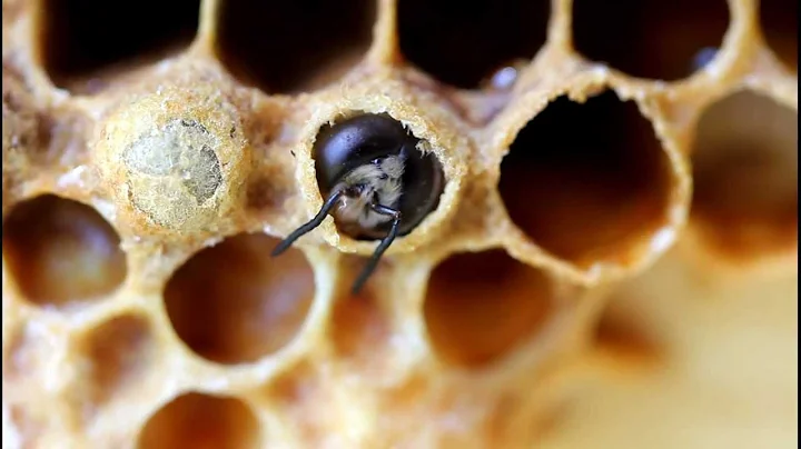 Drone honey bee prepares to emerge from cell. (V29...