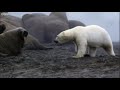 Polar Bear vs Walrus. BBC Earth+