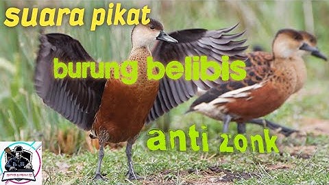 suara pikat burung belibis sawah