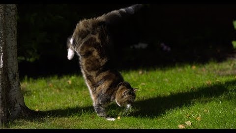 Cat Jumping in Slow Motion - The Slow Mo Guys