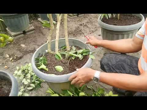 Video: Menanam Pohon Jeruk Nipis Dalam Wadah - Cara Merawat Pohon Jeruk Nipis Dalam Pot