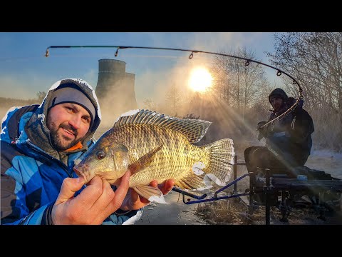 Видео: Как да се пържи тилапия