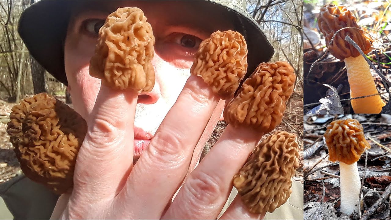 Сморчковая шапочка ещё растёт, СКОРЕЕ В ЛЕС!