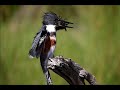 Belted Kingfisher Catching Crayfish