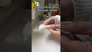 Growing Grocery Store G Seeds P2