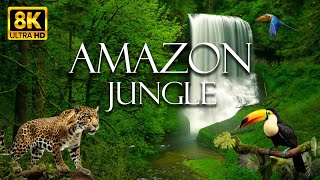 Amazon Jungle 8K ULTRA HD - Amazon Rainforest | Relaxation Film