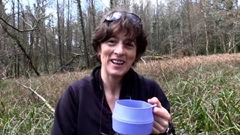 TAPPING A BIRCH TREE FOR  BIRCH SAP AND CELEBRATING SPRING