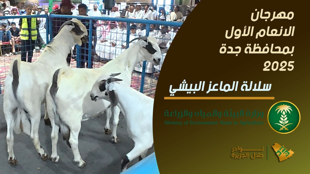 تغطية اليوم الثالث سلالة الماعز البيشي مهرجان الانعام الاول بجدة