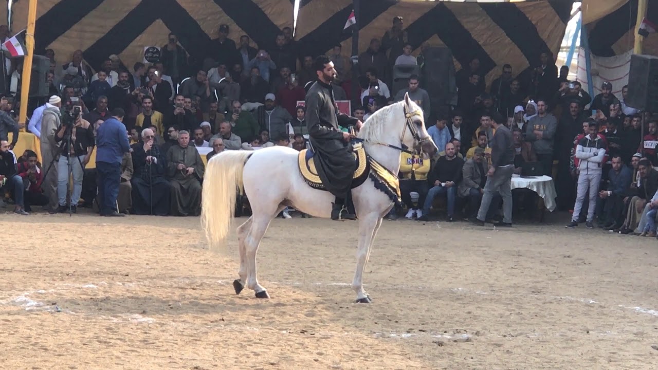 الأصيل والمعلم السيد البيطار مركز ثاني 🥈🏆 مهرجان البحيره 2020 ( الخيول المسجلة )