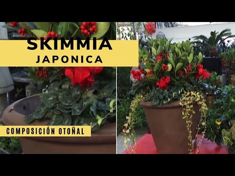 Vídeo: Informació d'Skimmia - Obteniu informació sobre els consells de cultiu i la cura de Skimmia