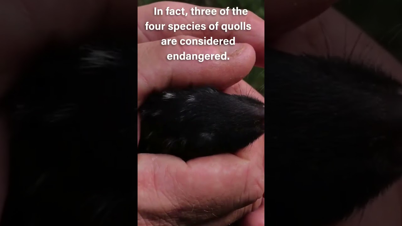 The little baby Quoll - (Dasyurus)