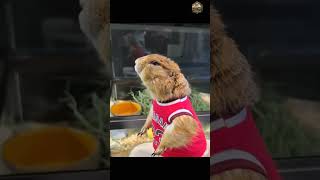 Ye Chhota Guard Raat Bhar Jagta Raha 😳🐿️ #shorts #viralshorts #ytshorts #groundhog #animalshorts