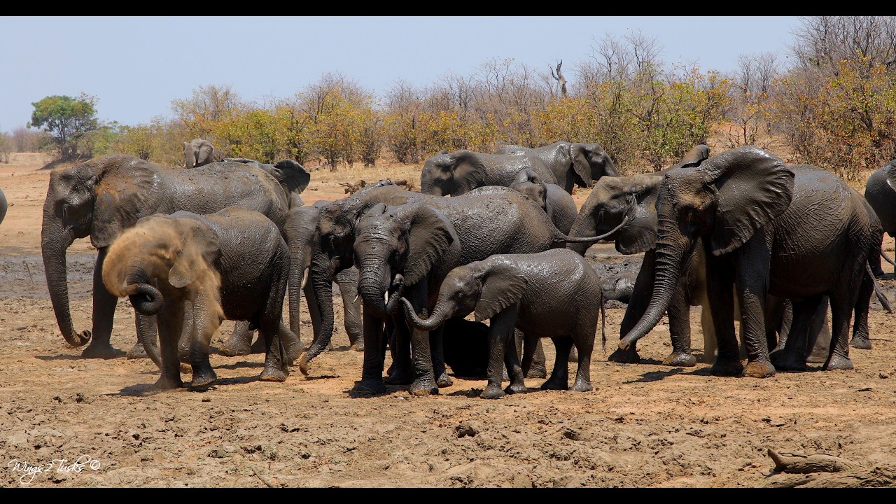 Elephants Enjoy a Quiet Mud and Dust Bath 🐘