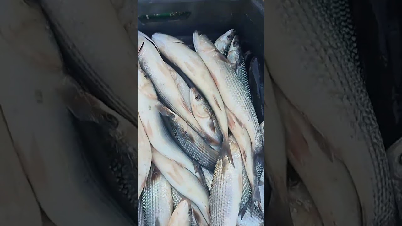 الخميس 26/2/2026 السمك وصل طازه بيلعب من المزرعه صباح الارزاق بالله#اسماك