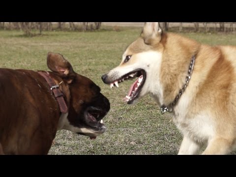 Собаки играю друг с другом