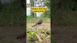 Download Lagu TEKUKUR TARIK AKAR‼️ MP3 Download Lagu TEKUKUR TARIK AKAR‼️ MP3