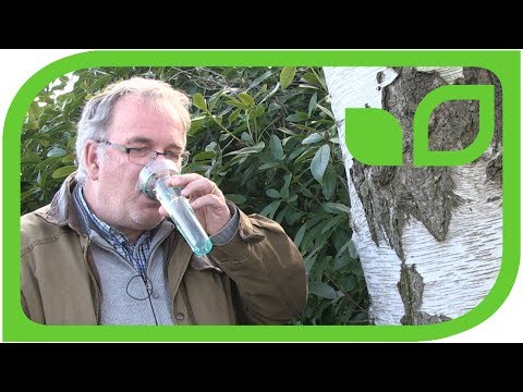 Video: Rezepte Zur Aufbewahrung Von Birkensaft