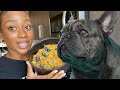 HOW TO MAKE DOG FOOD UNDER A BUDGET FOR FRENCH BULLDOGS!