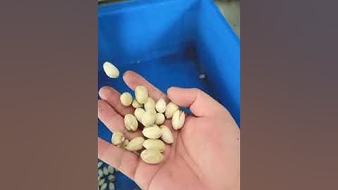 Pistachio closed fruit sorting machine