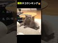 面白い猫ランキングTOP5