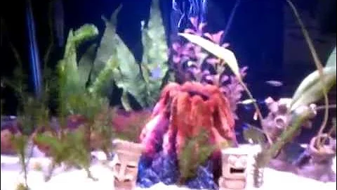 My 20 Gallon Tank