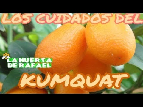 Vídeo: Informació de l'arbre de Kumquat: com cuidar els arbres de Kumquat