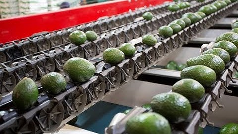 AWETA | sorting & grading of avocado