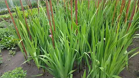 Чтобы гладиолусы были красивыми . Gladiolus .