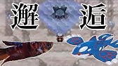 お魚でポケモンクリア Clear The Pokemon With Fish Youtube