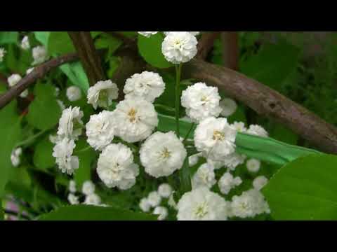 Тысячелистник птармика. Уникальный проект - Дачные картинки.