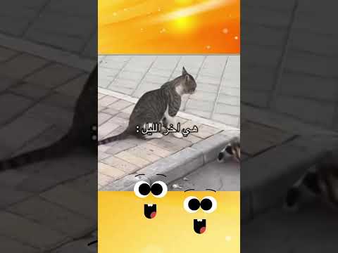 ماحدا مصبرني غير هالاولاد المرأة شكوة المرأة ضحك موت كوميديا