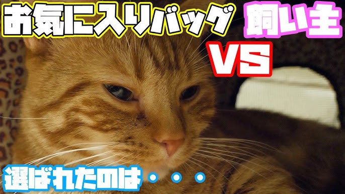 実写 寝てても尻尾で返事をする猫 マンチカン 猫 Munchkin Cat Youtube 実写 寝てても尻尾で返事をする猫 マンチカン 猫 Munchkin Cat Youtube