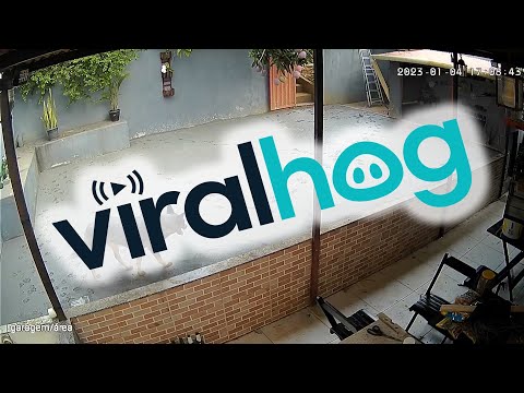 Pup Leaves Fresh Concrete Full Of Pawprints || ViralHog