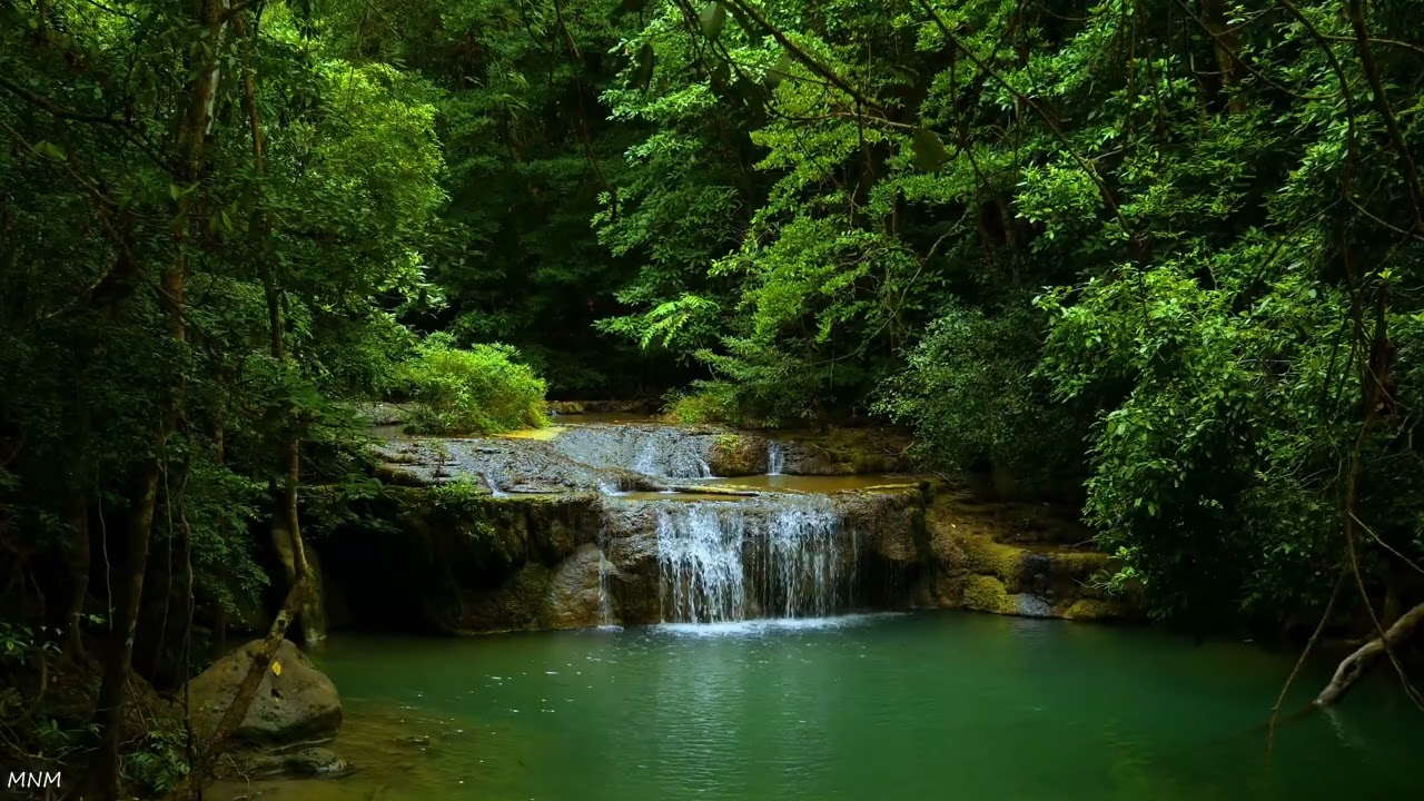 Пышная лесная атмосфера и умиротворяющий водопад с прекрасным пением птиц | Сон, отдых, покой