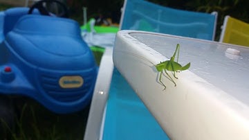 Grasshopper slow motion jump
