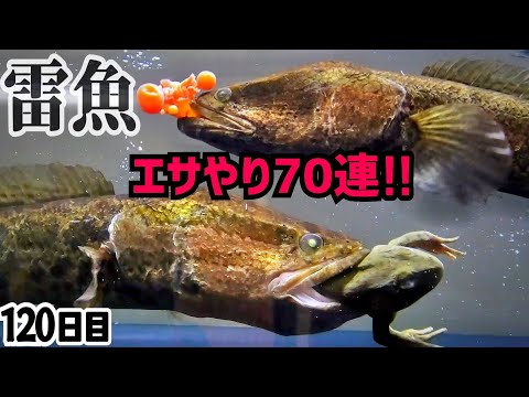 痩せた雷魚のエサやり70連発  