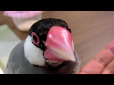 桜文鳥ほーちゃんの「ポピッ、ポピチョ、ポッポピチョ、ポピ」文鳥動画Java Sparrow