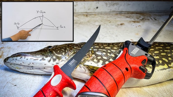 How To Fillet Yellow Perch Using an Electric Fillet Knife 
