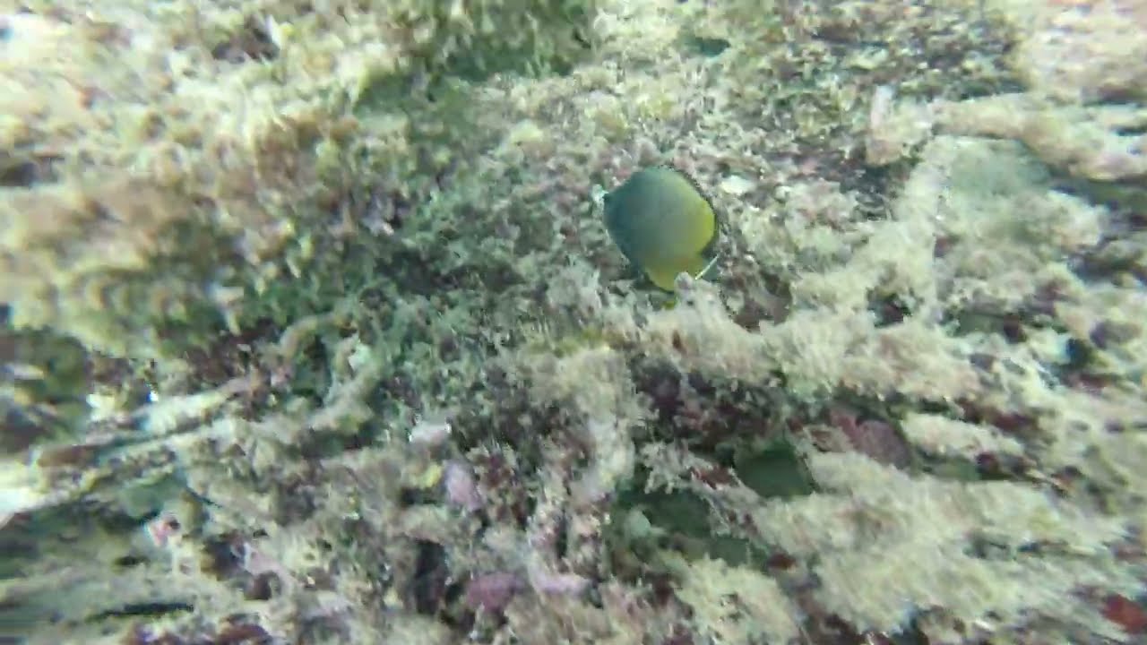 underwater world is excitement and adventure in the sea of ​​Oman, the joy of living in the unknown