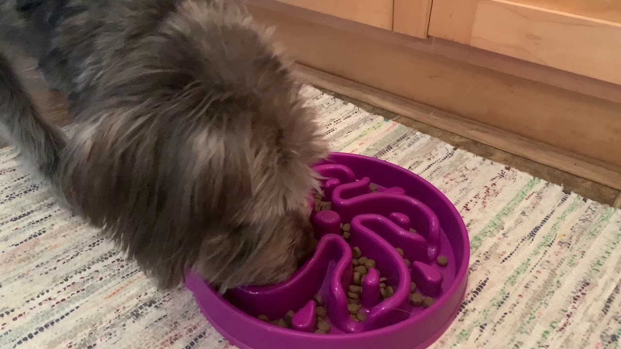 Slow eat dog bowl YouTube