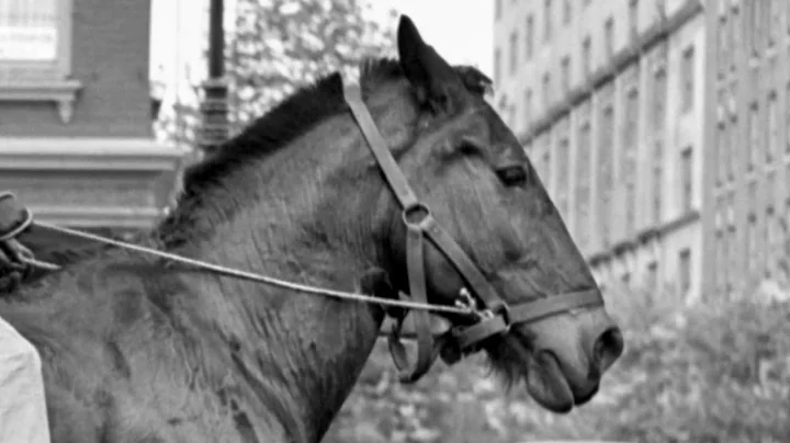 New York 1953 by Vivian Maier | Audio Description