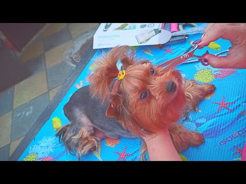 Как подстричь собаку. Обзор на машинку Baorun P2 для стрижки!