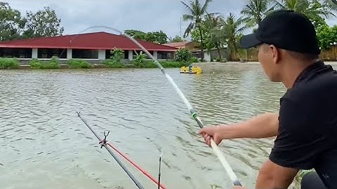 🌺Cách Cân Phao Câu  Ngô 1 Lửng - 1 Chạm Đáy👉Trải Nghiệm Hồ Câu Quán Ngọc - Đồ Sơn - HP #cauca