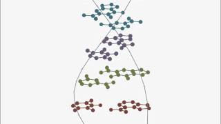 3D animation of DNA base-pairs