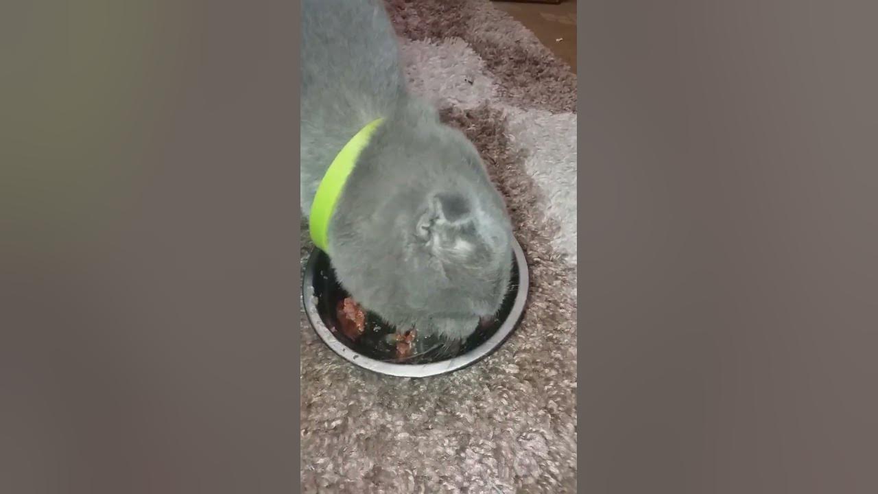 У котят открываются глазки! 8 дней! 🐱🐱🐱 🥳🐽 - YouTube