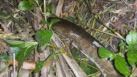 Cắm câu cá lóc về đêm bằng mồi dế-tập 35