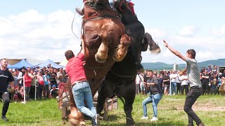 Cai de tracțiune proba de dublu Baia Mare